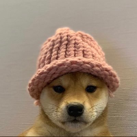 dogwifhat图标